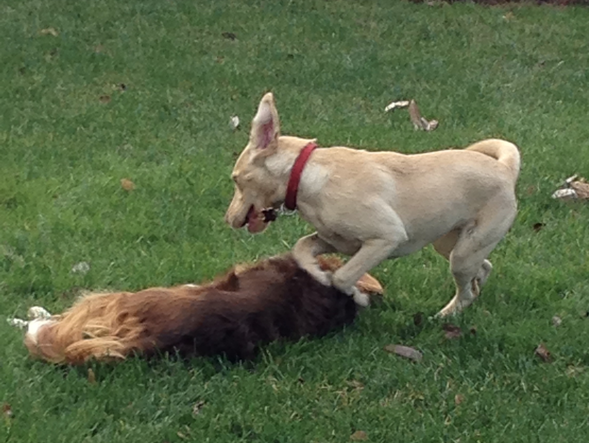 Hayden Playing with Best Friend