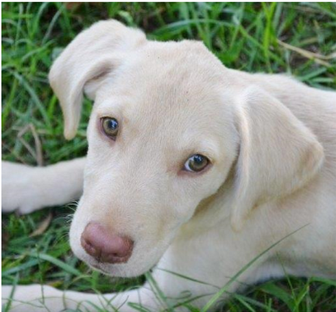 Hayden as Puppy, Copyright Lynn Braender 2023