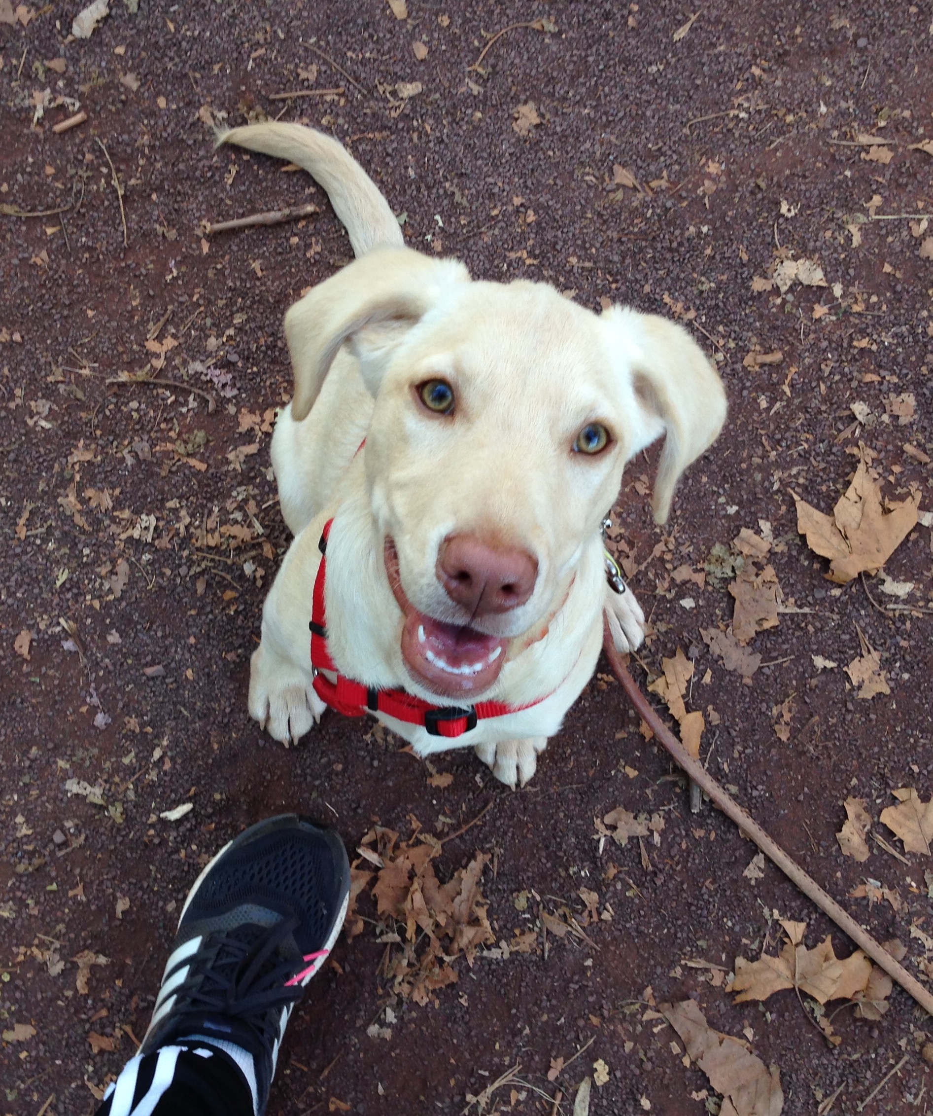 Hayden as Puppy, Copyright Lynn Braender 2023