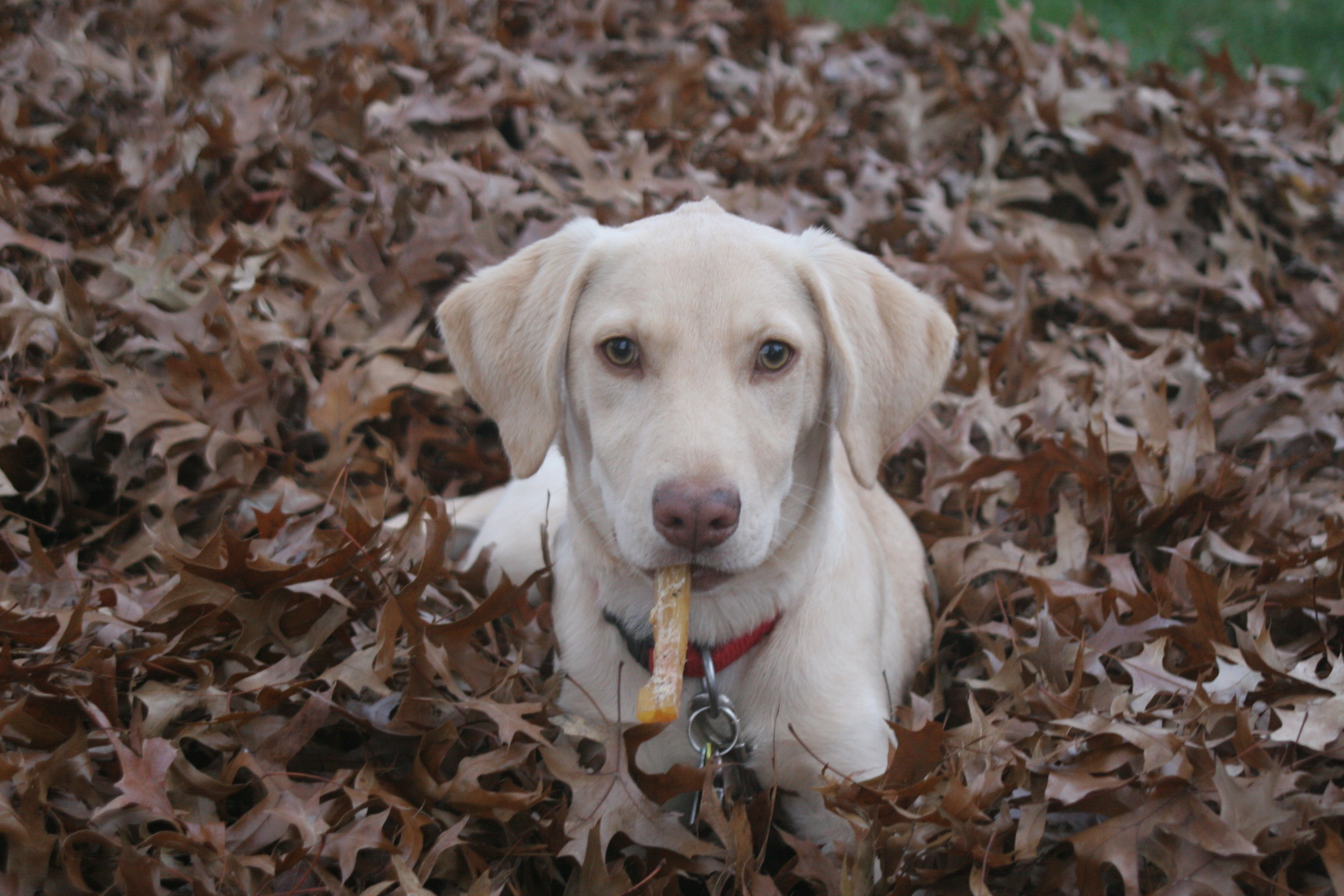 My Puppy Hayden with Her Bone