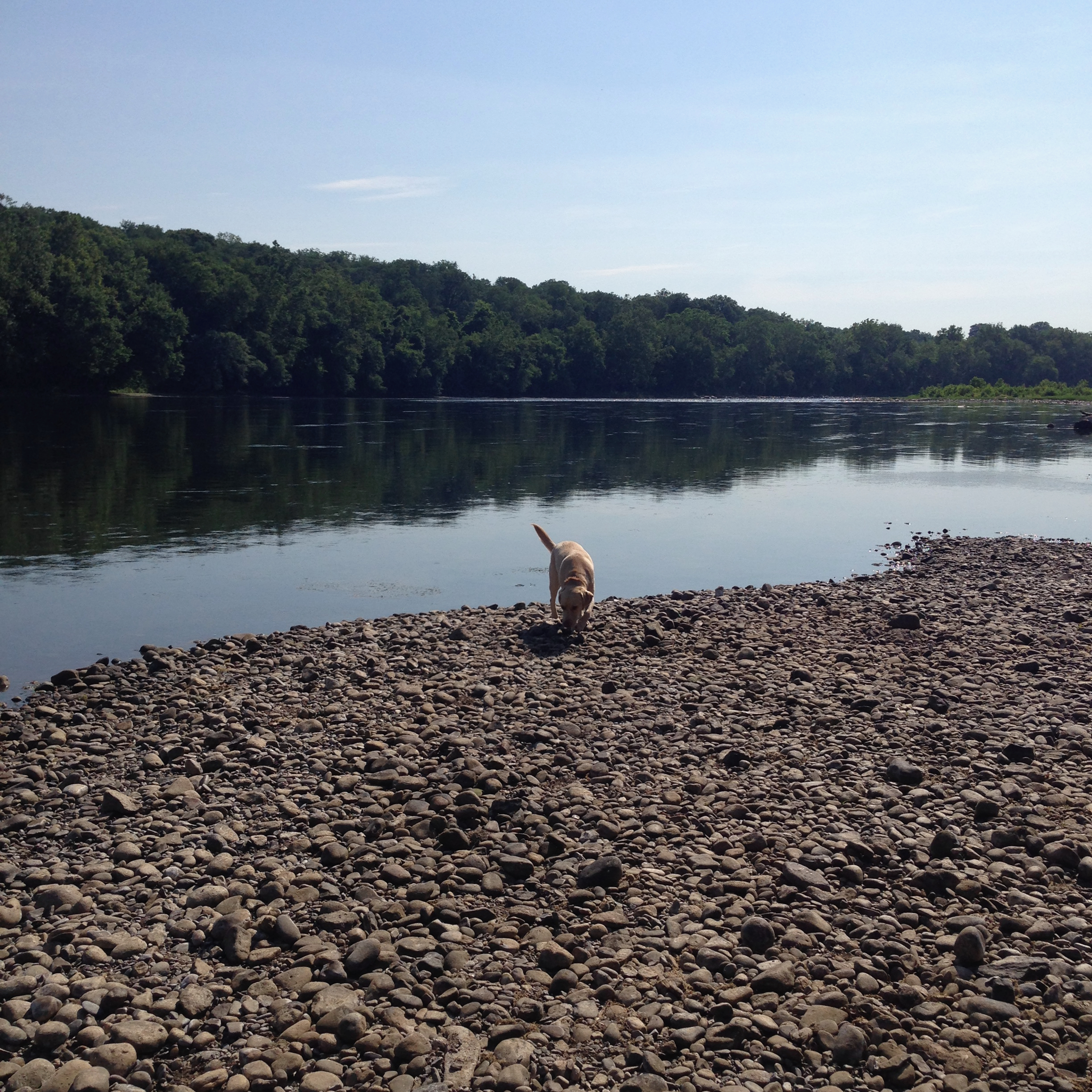 Picture of Hayden the Dog
