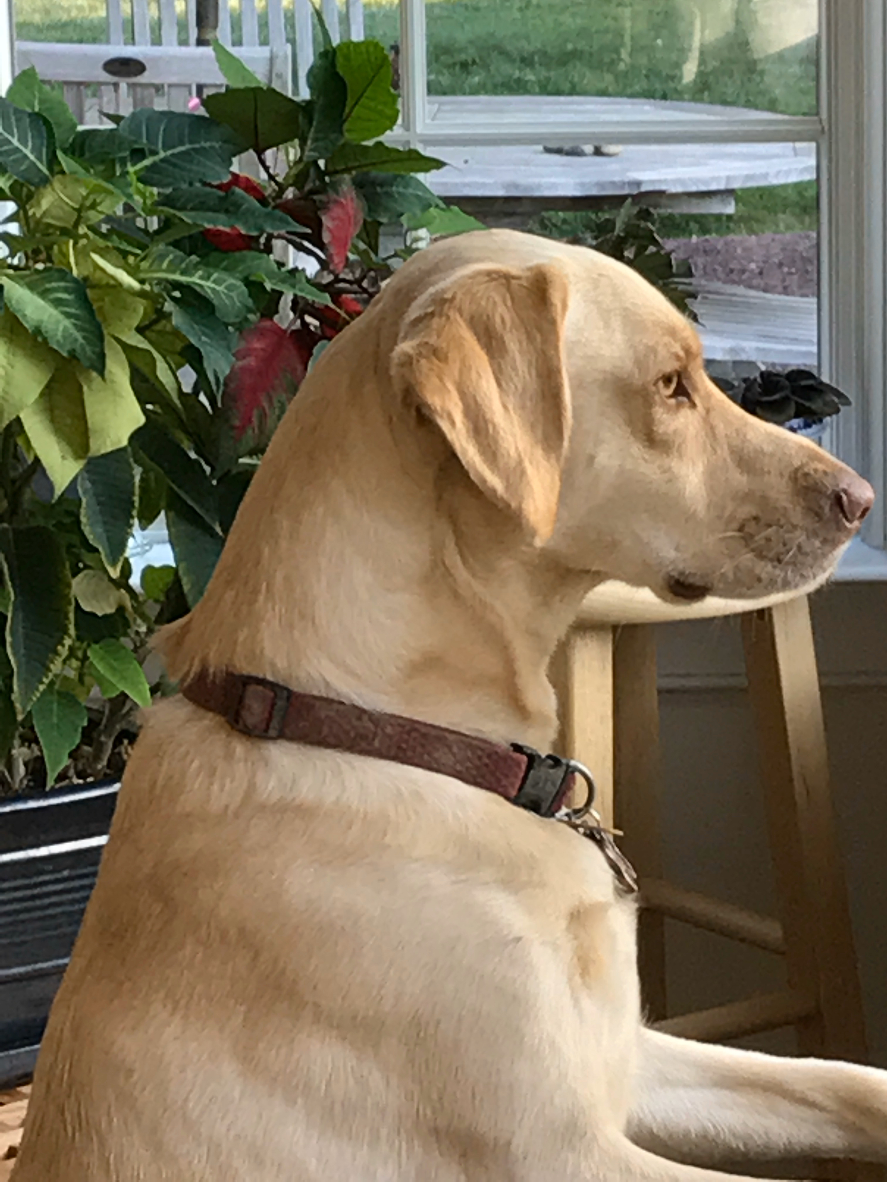 Hayden the Dog, Copyright Lynn Braender 2023