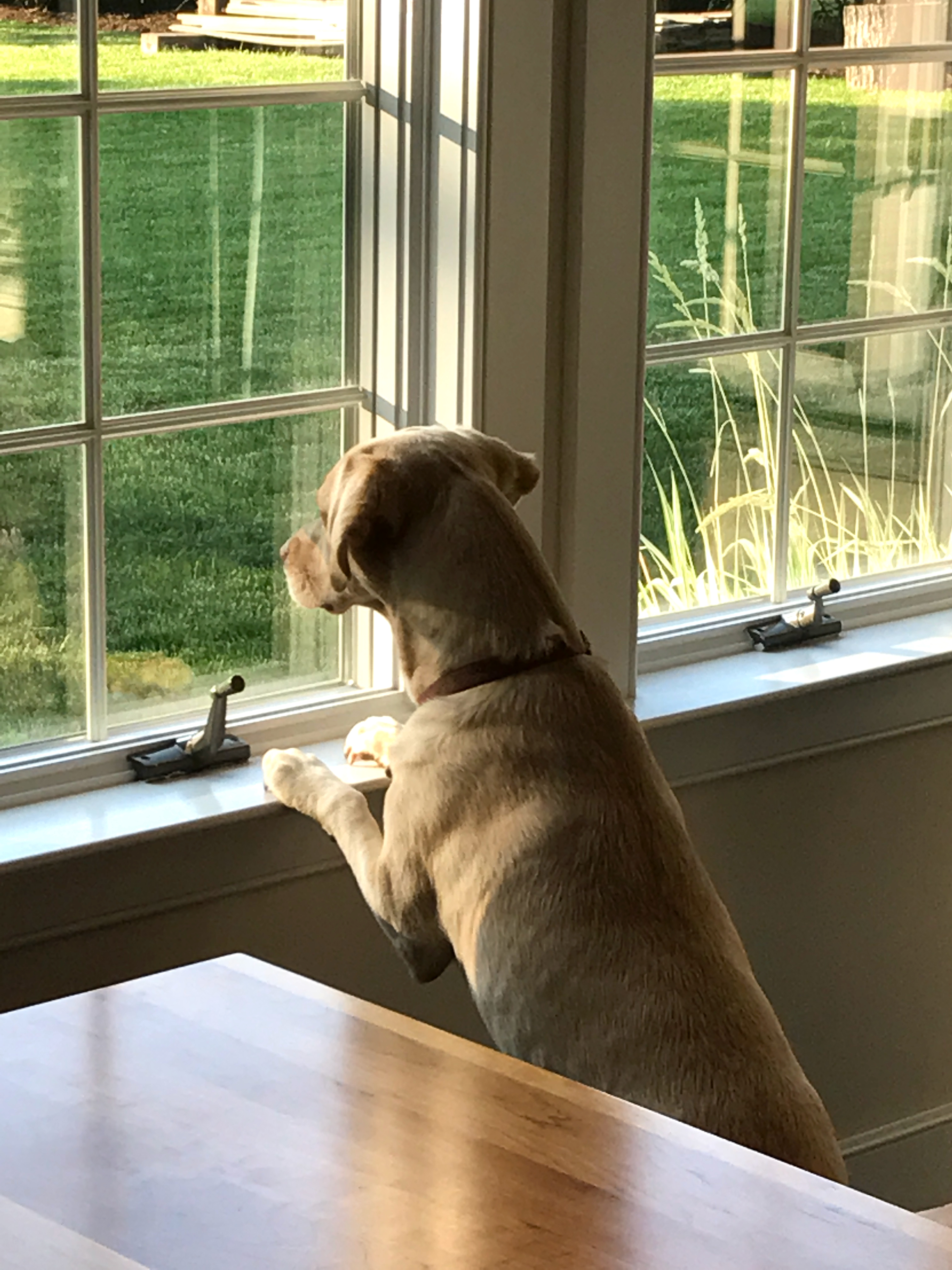 Hayden the Dog, Copyright Lynn Braender 2023