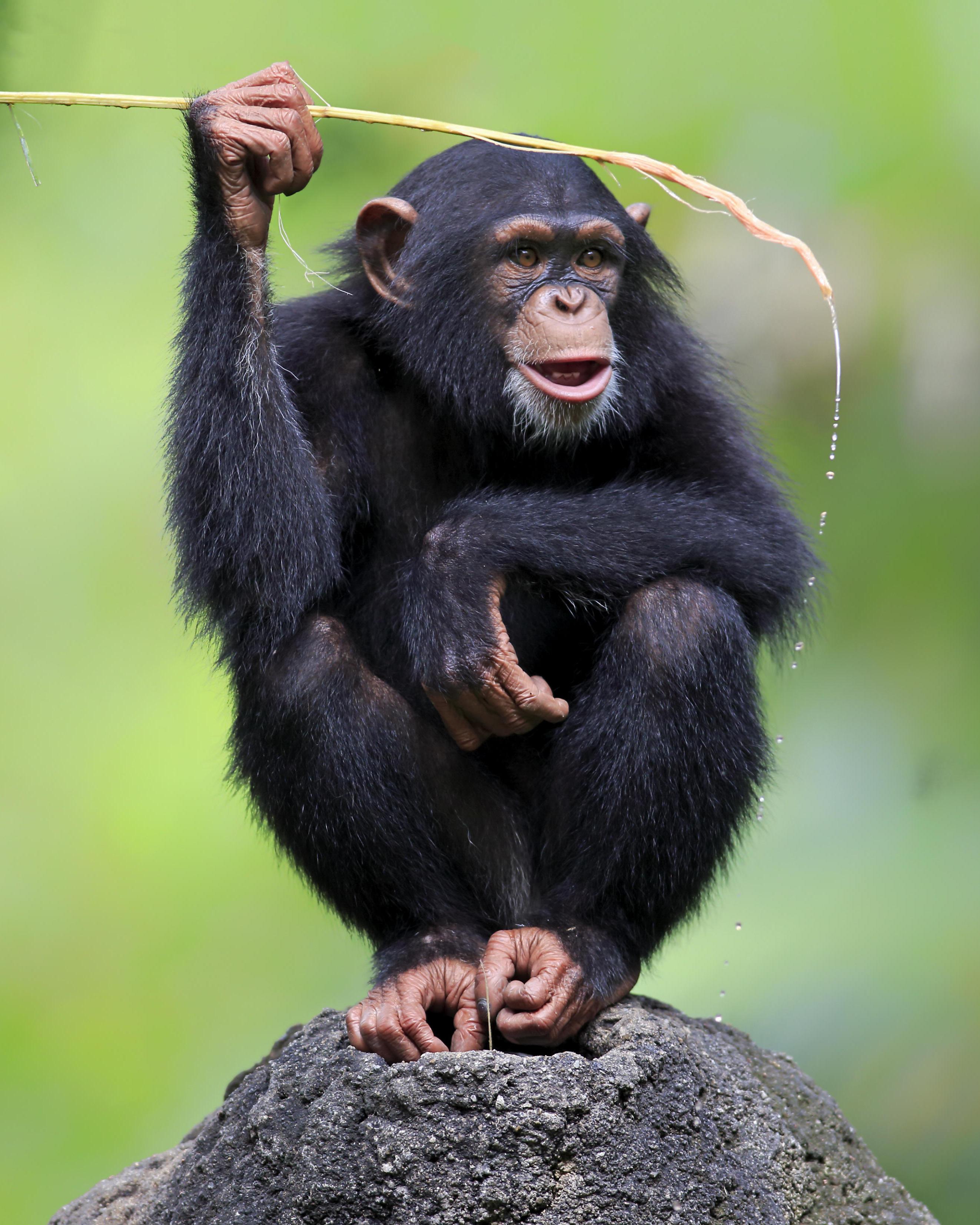 chimpanzee