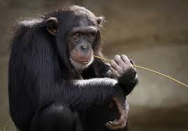 chimpanzee2