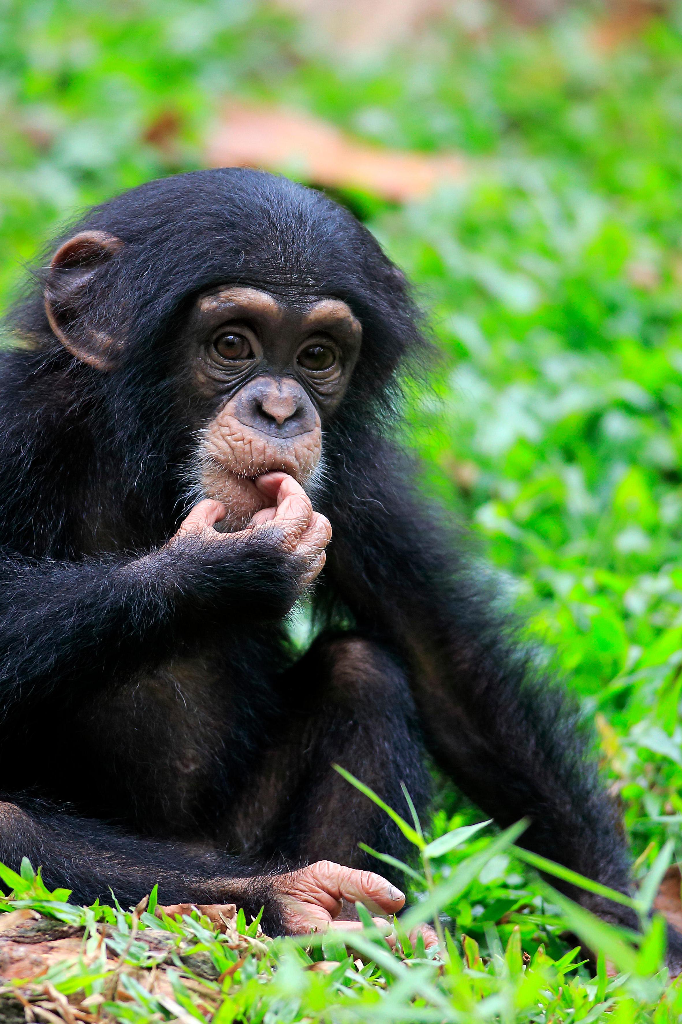 chimpanzee3