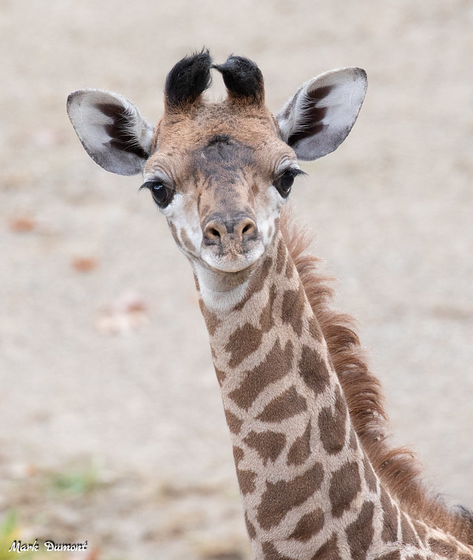 giraffe