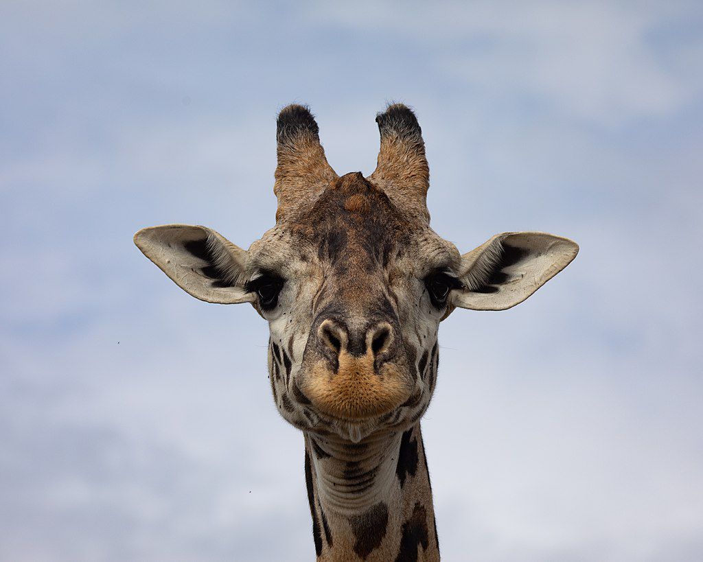 giraffe