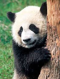 panda