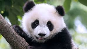 panda