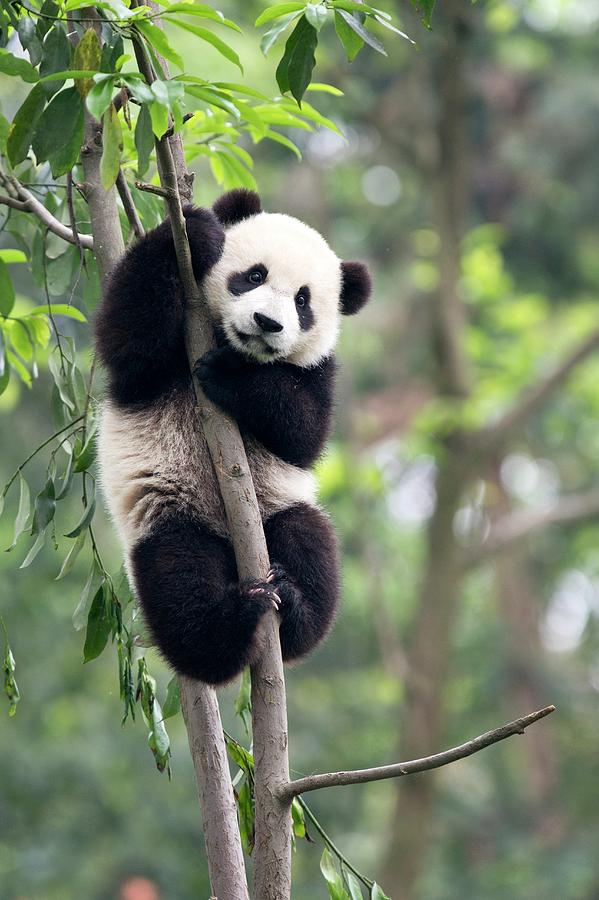panda