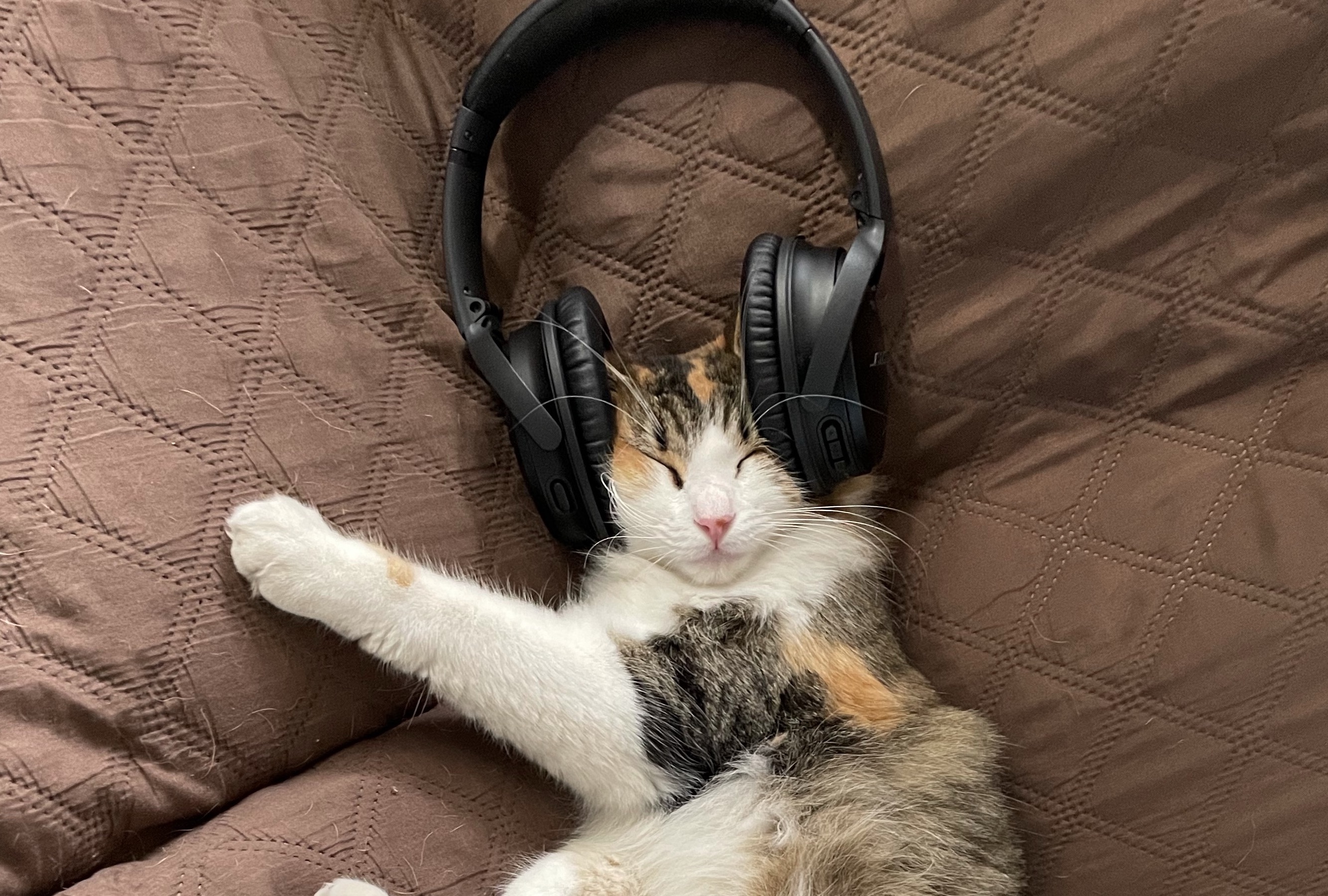 cat wearing headphones