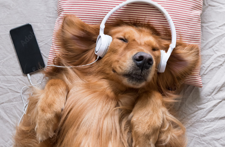 dog wearing headphones